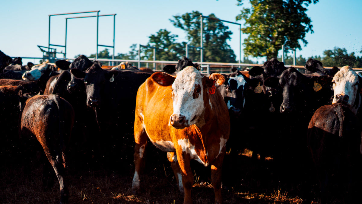 About Us | Timber Creek Beef – Ranch-to-Table Excellence